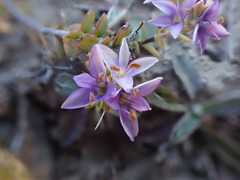 Veronica pimeleoides pimeleoides