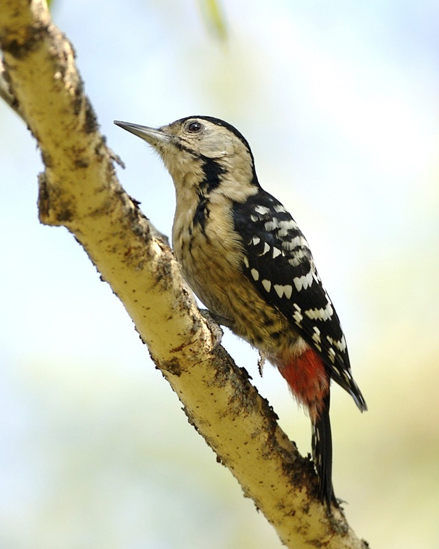 Fulvous-Breasted Woodpecker