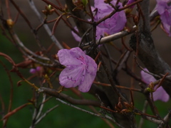 Rhododendron sichotense