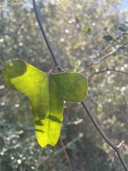 Smilax bona-nox image