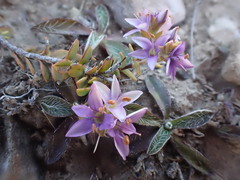 Veronica pimeleoides pimeleoides