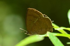Arhopala rama