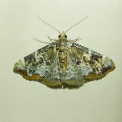 Corgatha sideropasta