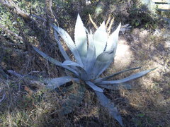 Agave temacapulinensis