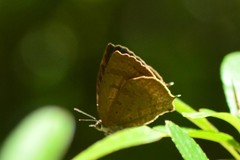 Arhopala rama
