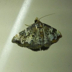 Corgatha sideropasta