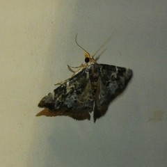 Corgatha sideropasta