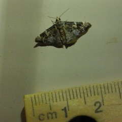 Corgatha sideropasta