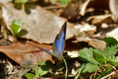 Arhopala dodonaea