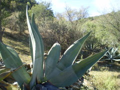 Agave temacapulinensis