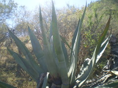 Agave temacapulinensis