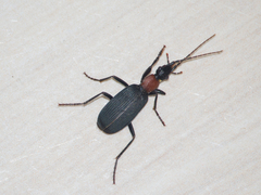 Galerita collaris