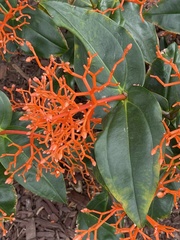 Medinilla scortechinii