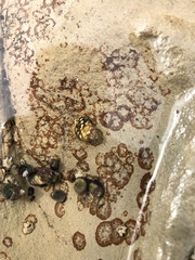 Littorina scutulata