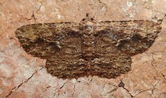 Artigisa impropria