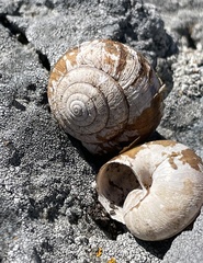 Helminthoglypta stiversiana