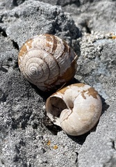 Helminthoglypta stiversiana