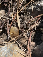 Helminthoglypta stiversiana