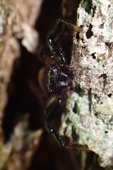 Xysticus bimaculatus