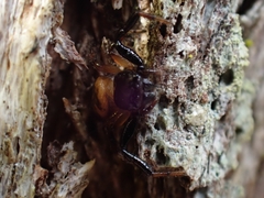 Xysticus bimaculatus