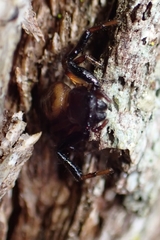 Xysticus bimaculatus