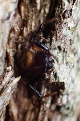 Xysticus bimaculatus