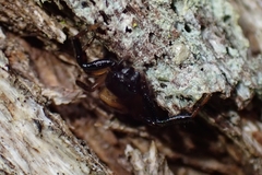 Xysticus bimaculatus