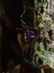 Xysticus bimaculatus