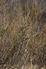 Aspalathus spinescens lepida