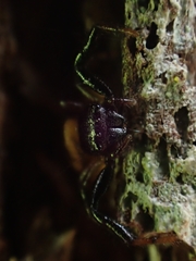 Xysticus bimaculatus