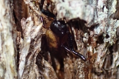 Xysticus bimaculatus