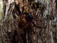 Xysticus bimaculatus