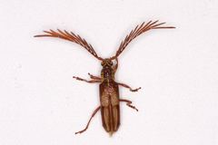 Piesarthrius marginellus