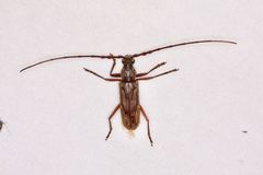 Pachydissus intermedius