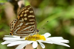 Dodona durga