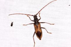 Phoracantha tricuspis