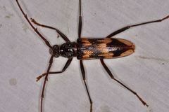 Phoracantha tricuspis