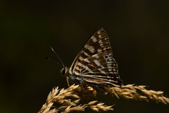 Dodona durga