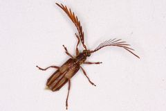 Piesarthrius marginellus