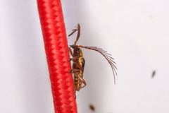 Piesarthrius marginellus