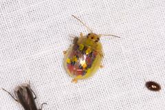 Paropsisterna gloriosa