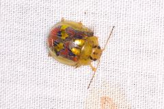 Paropsisterna gloriosa