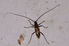 Phoracantha tricuspis