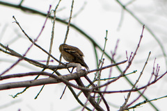 Spinus tristis