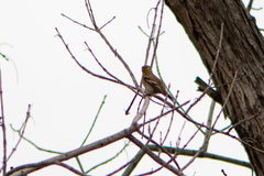 Spinus tristis