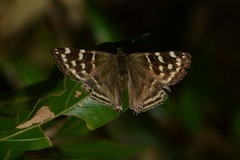Dodona dipoea
