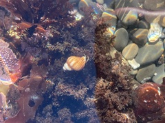 Nassarius fossatus
