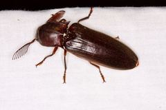 Pseudotetralobus australasiae