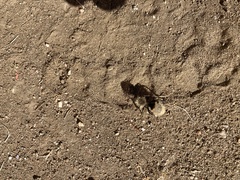 Dasymutilla magna