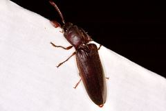 Pseudotetralobus australasiae